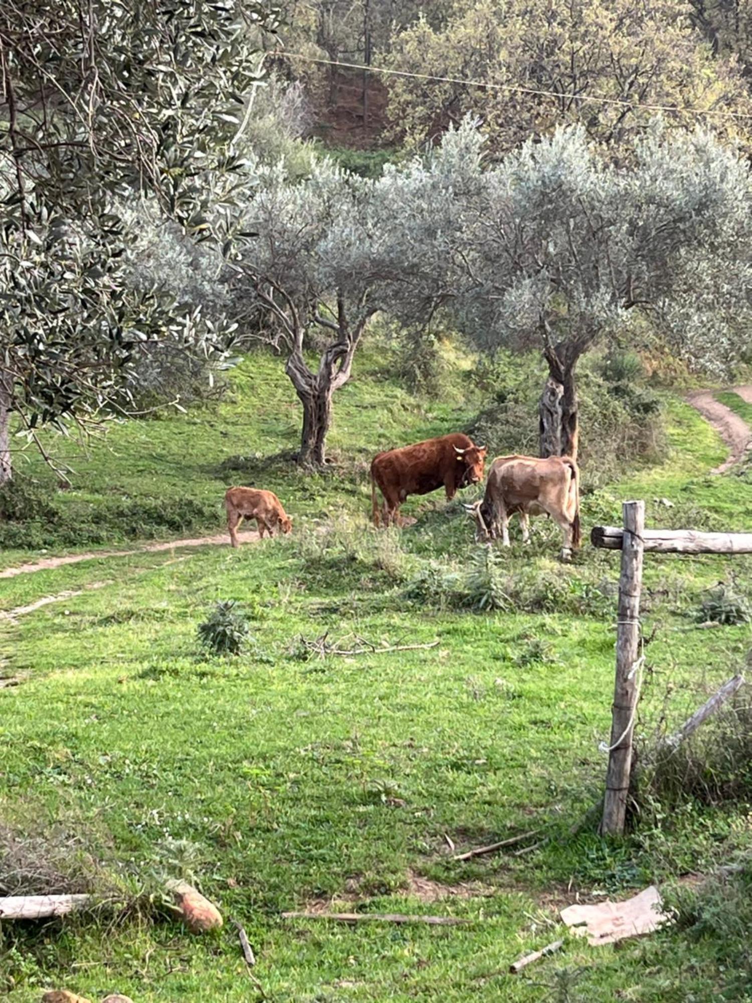 Agriturismo Serre SantʼAgata di Militello エクステリア 写真