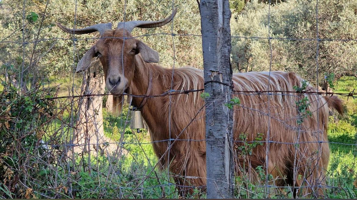Agriturismo Serre SantʼAgata di Militello エクステリア 写真