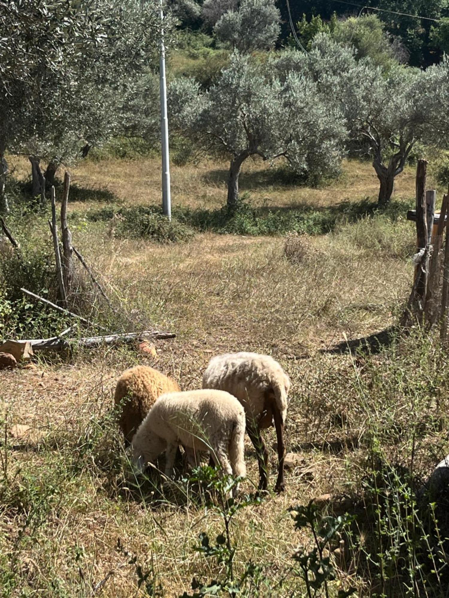 Agriturismo Serre SantʼAgata di Militello エクステリア 写真